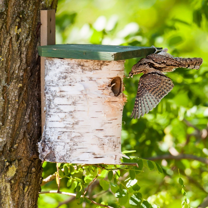 torcol-fourmillier-2