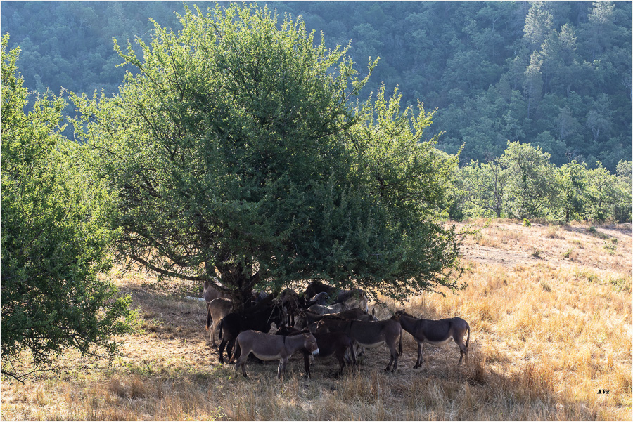 transhumance  AVZ
