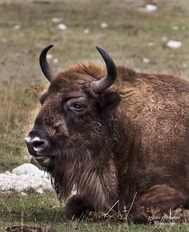 08 bison