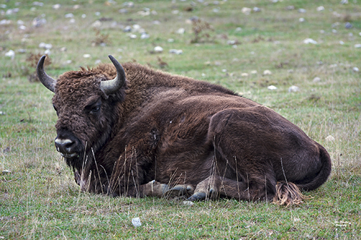 09 bison