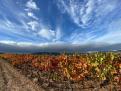 vignes ciel Marilyne