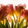4 Geneviève tulipes