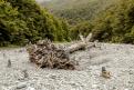 ARBRE KERN NEW ZEALAND