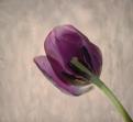 Geneviève tulipe