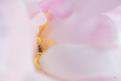 8 Brigitte pivoine insecte