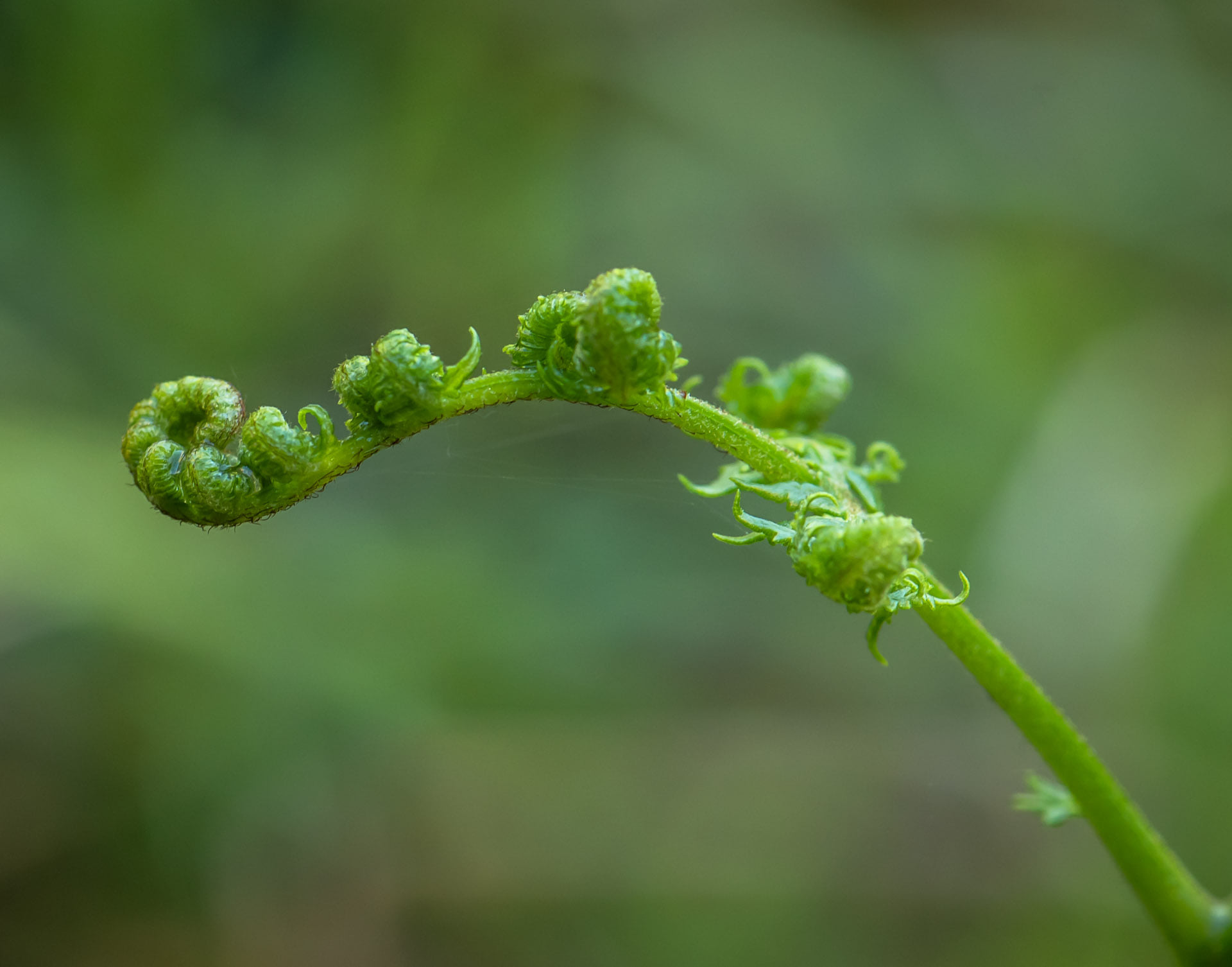 Geneviève fougère