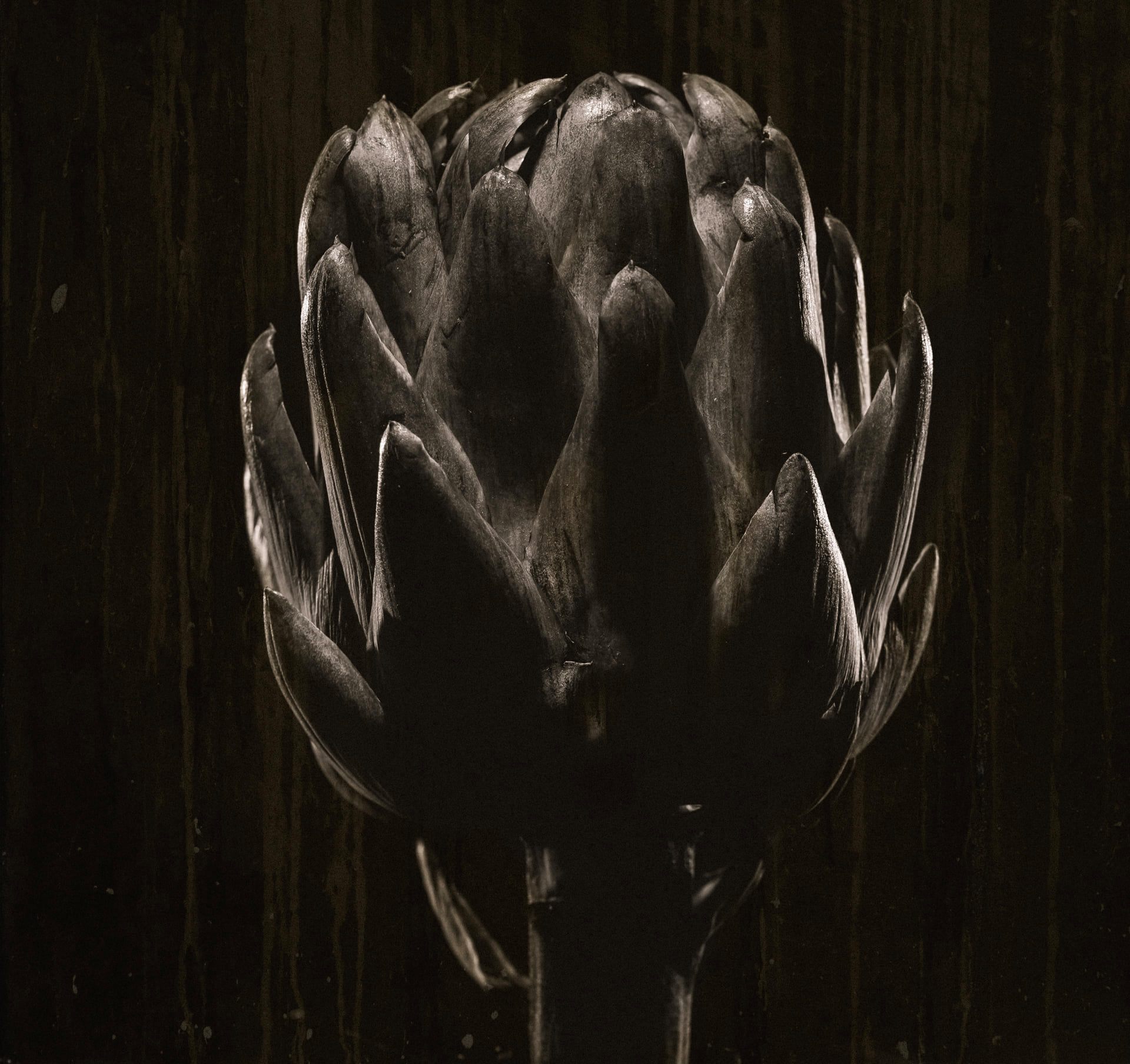 Genviève artichaut