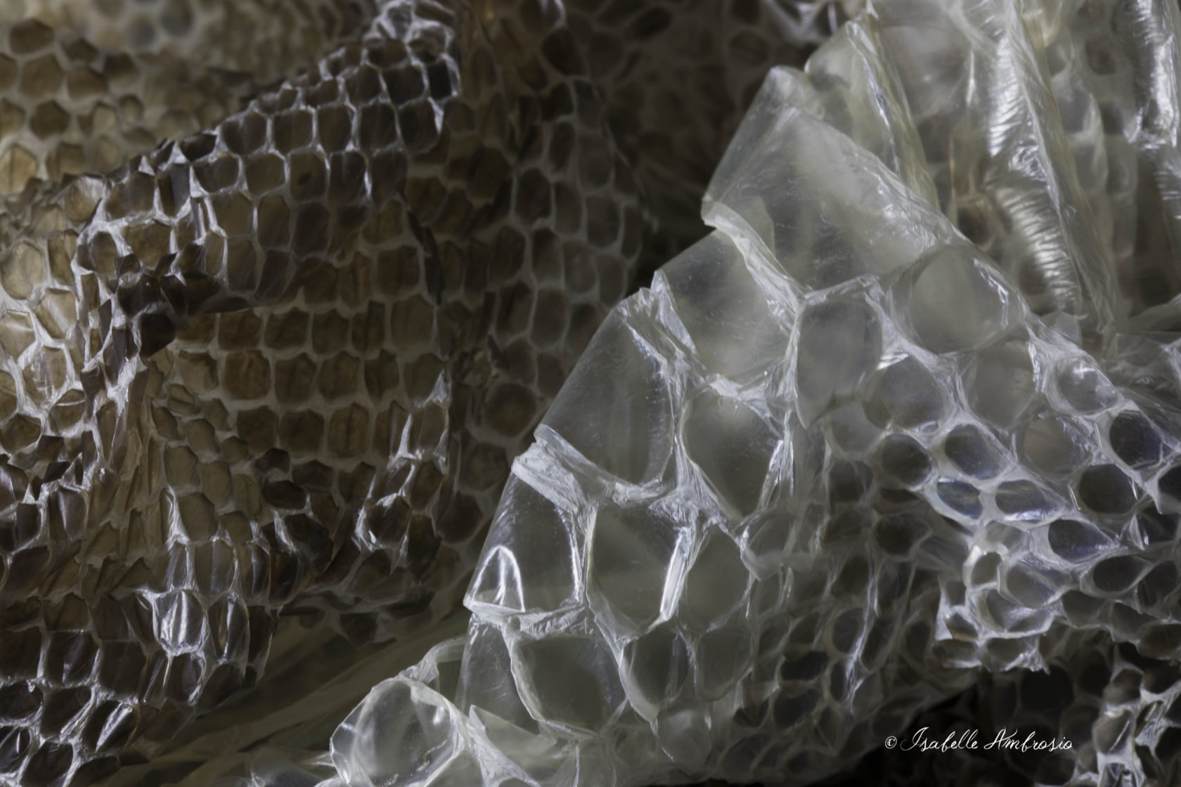 Isabelle mue serpent