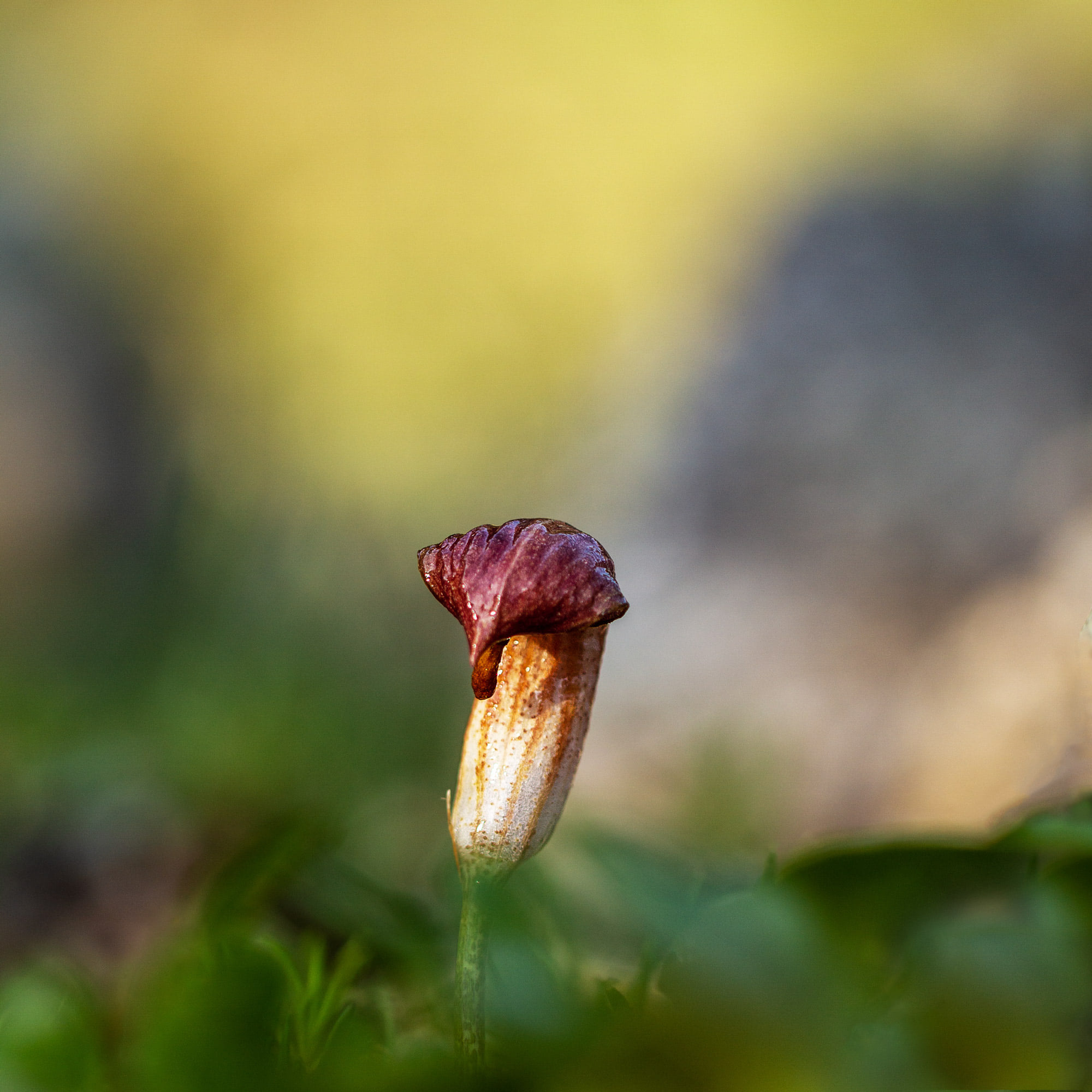 Mady capuchon de moine