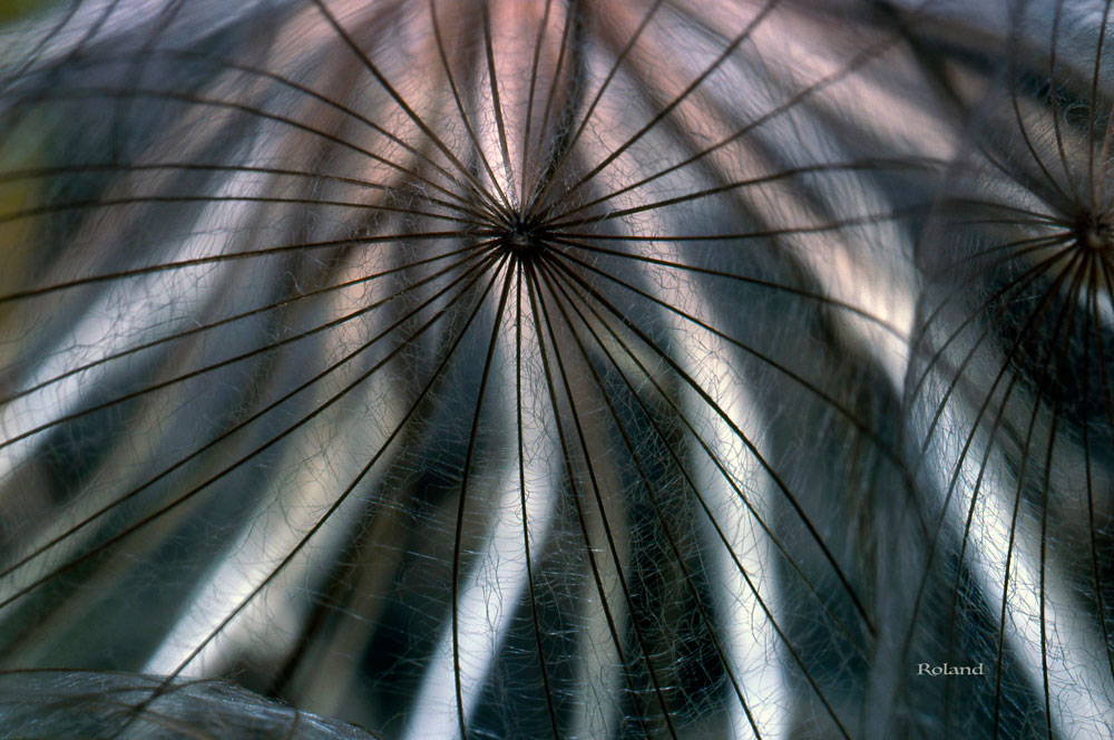 Ombelles champêtres