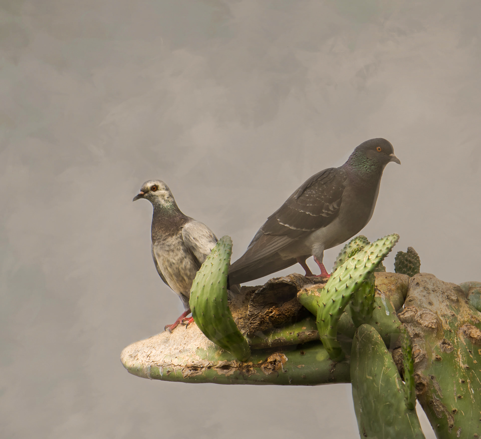 Genevièv pigeons