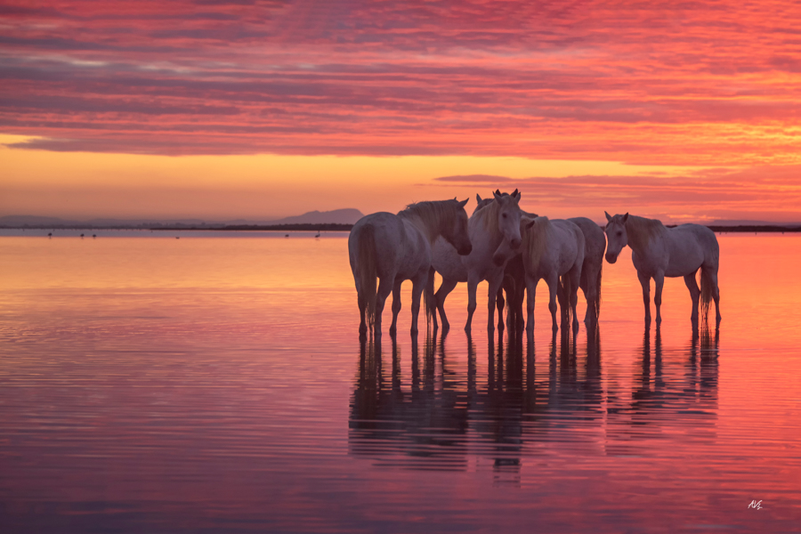 28 Annick Camargue 4