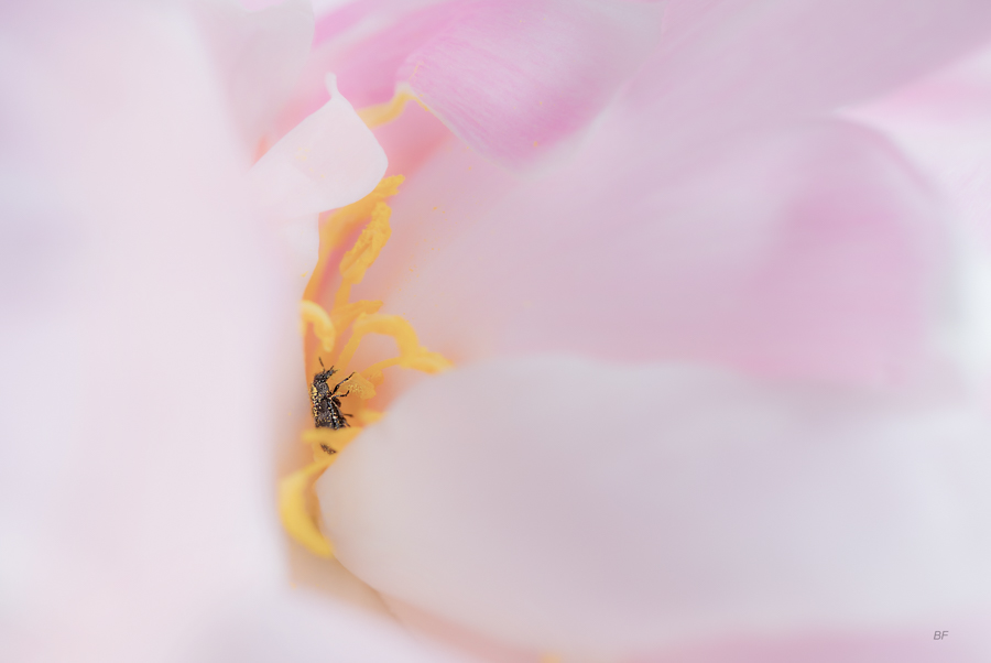 8 Brigitte pivoine insecte