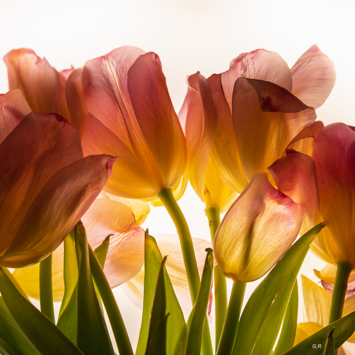 4 Geneviève tulipes