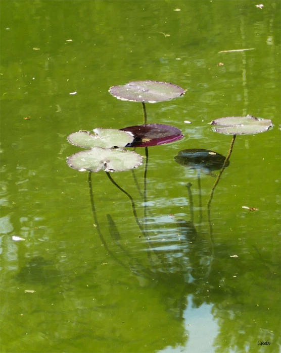 Reflets d'eau print