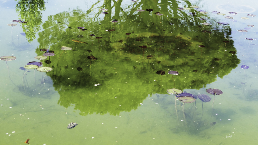 Flottent et dansent les nénuphars print