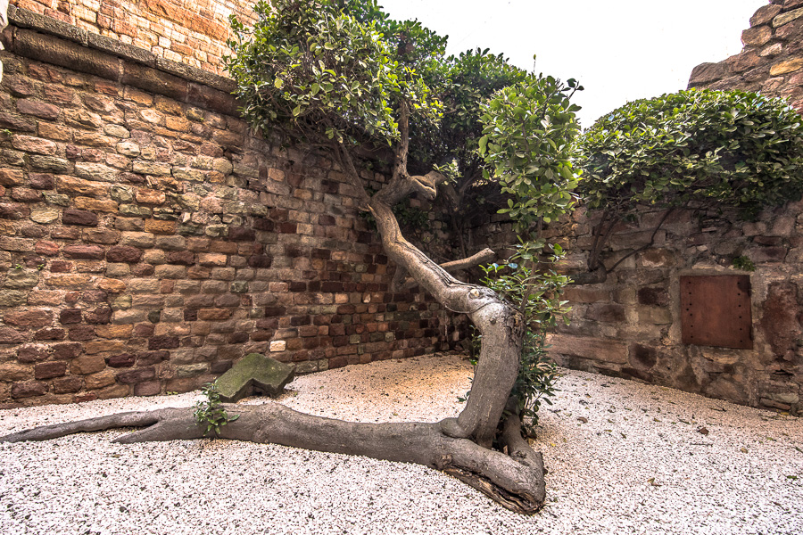 Euonymus japonicus 150 ans