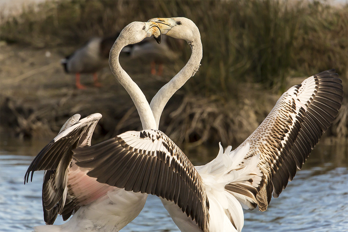 flamands roses PF